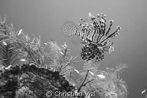 Black and White portrait of a Lion fish swimming above a ... by Christian Vizl 